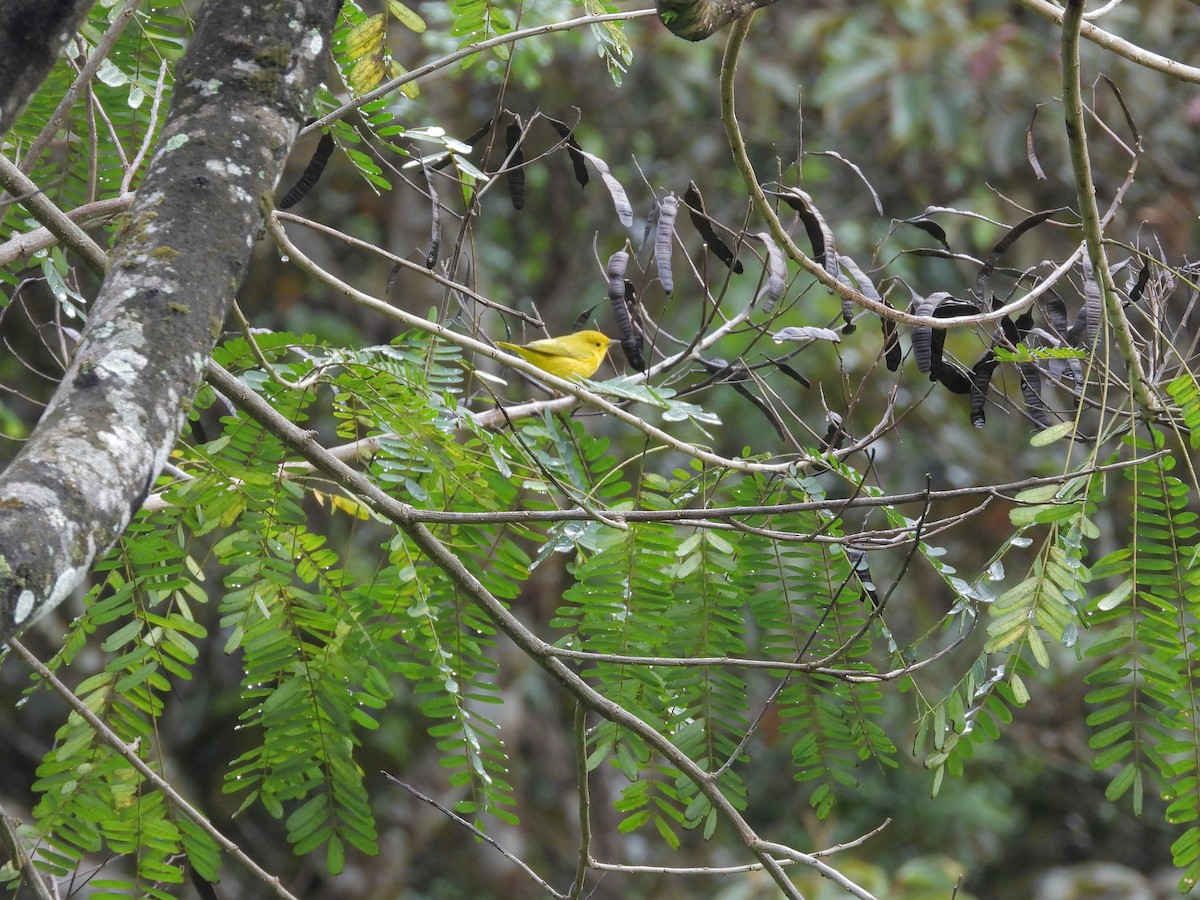 Northern Yellow Warbler - ML645968802