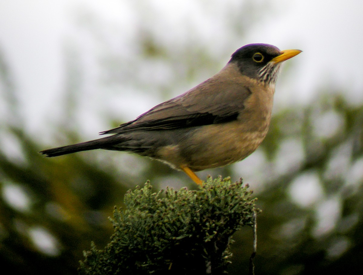 フォークランドツグミ - ML645968803