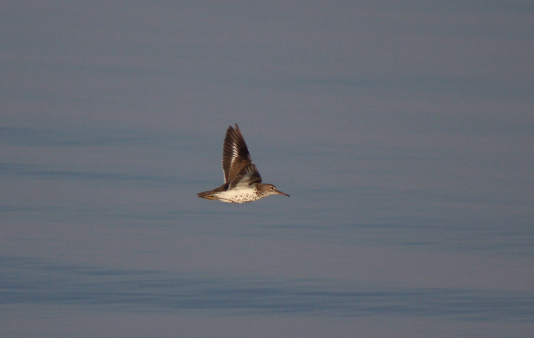 アメリカイソシギ - ML645968805