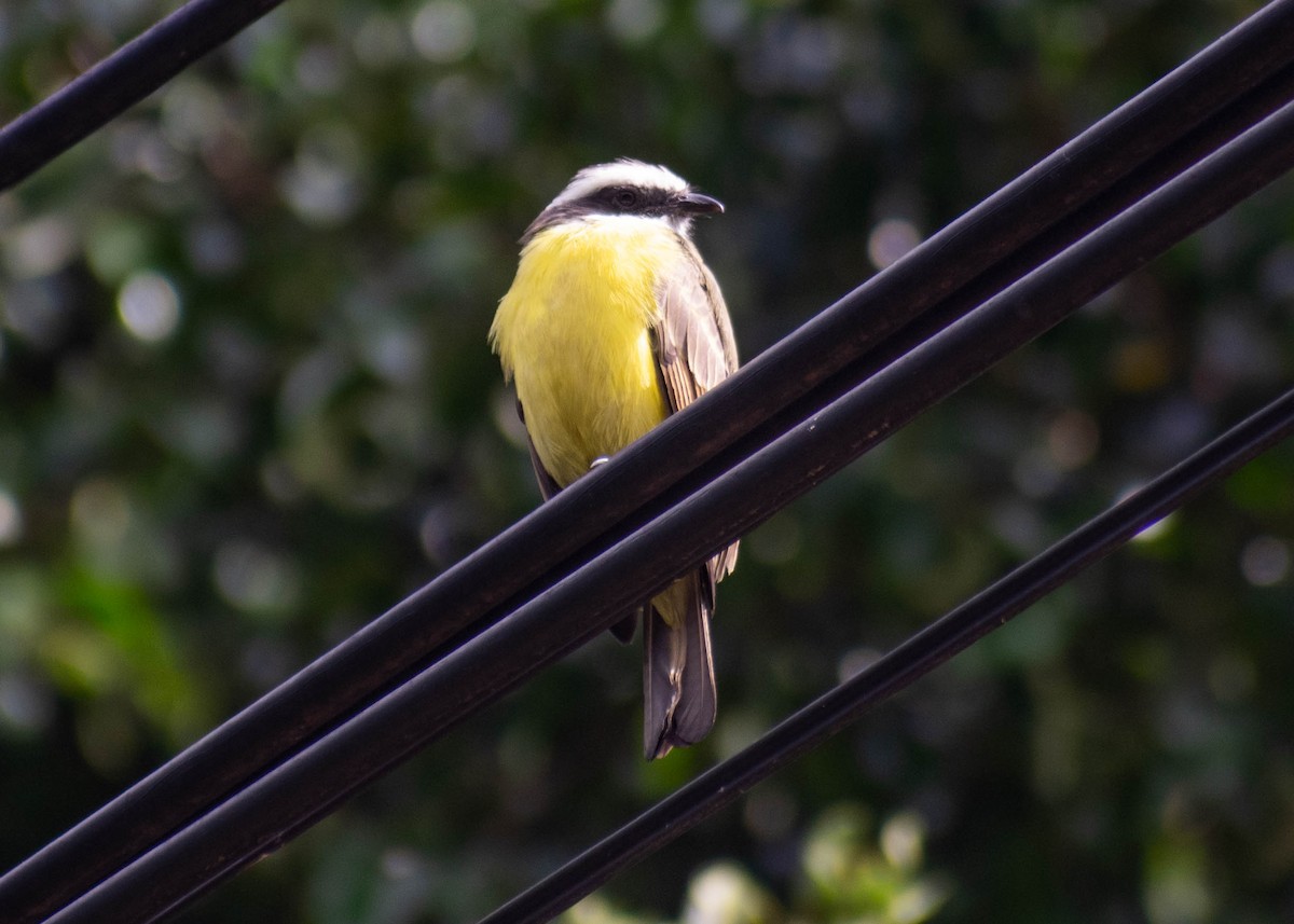 アカボウシヒタキモドキ - ML645968806