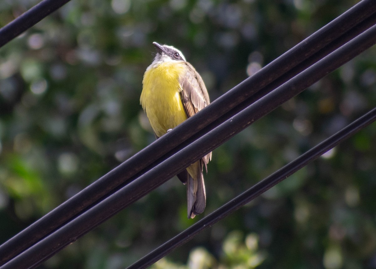 アカボウシヒタキモドキ - ML645968807