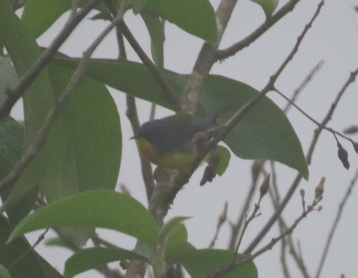 ミナミアサギアメリカムシクイ - ML645968808