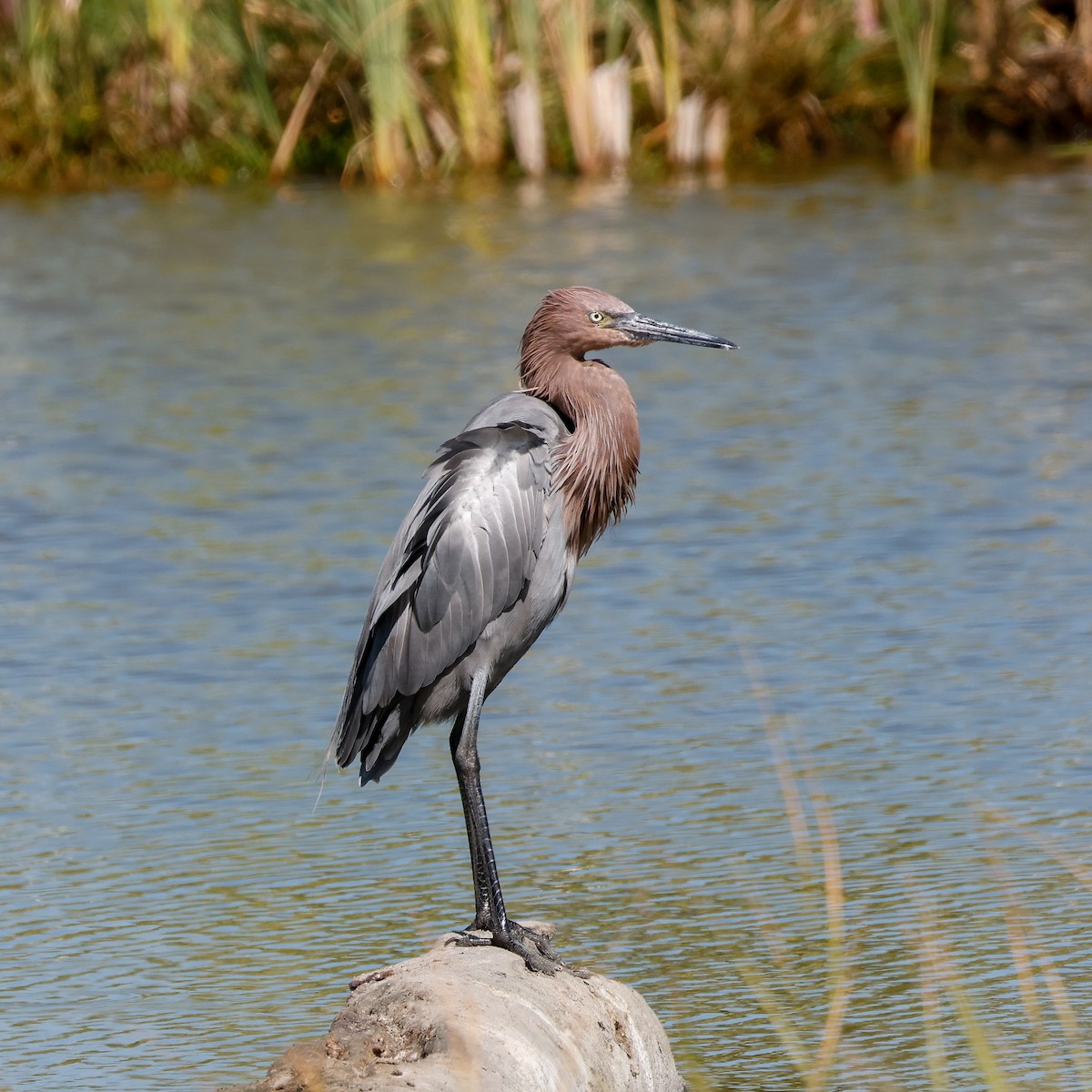 アカクロサギ - ML645968809