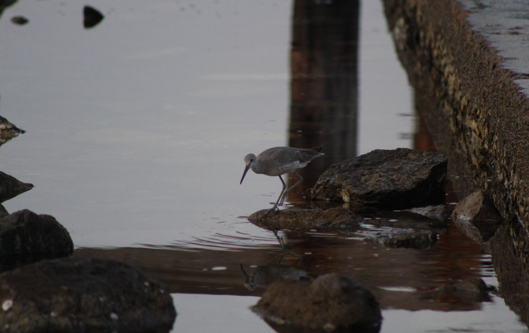 ハジロオオシギ - ML645968810