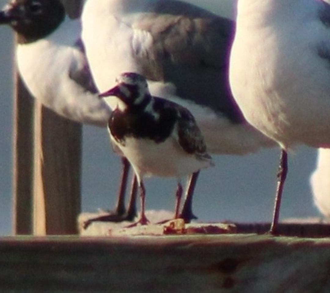 Taşçeviren - ML645968813