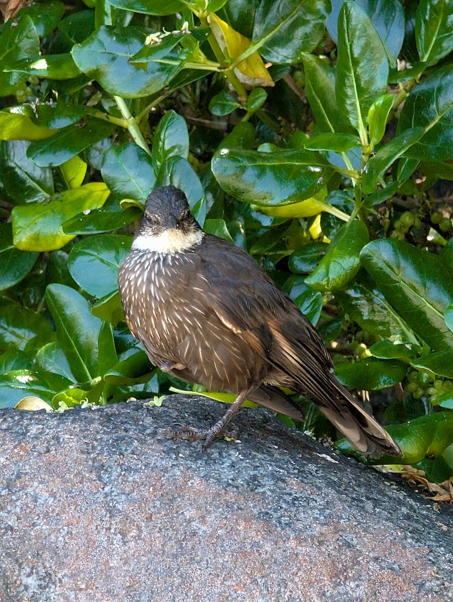 Водяная трясохвостка - ML645968814