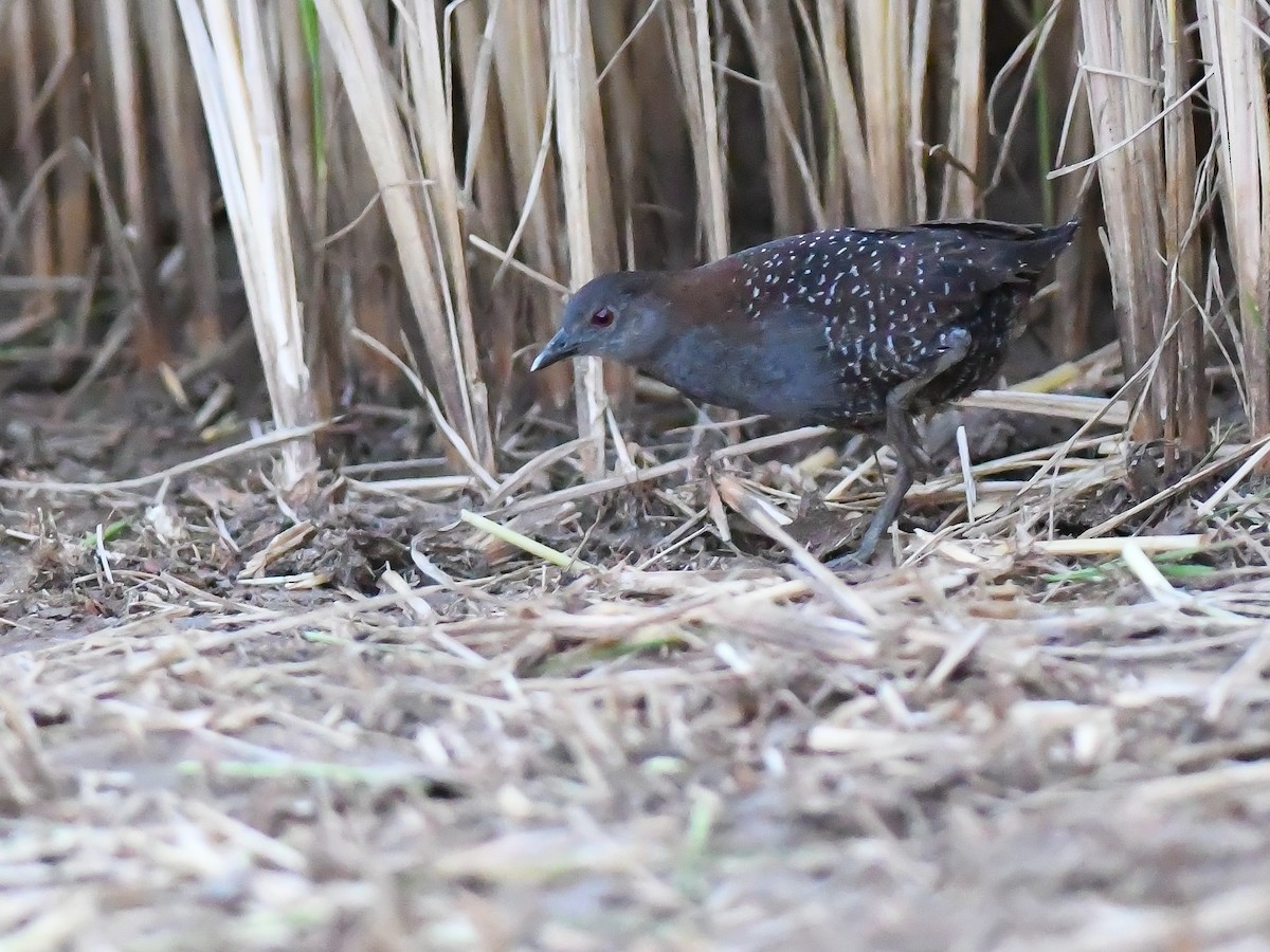 Black Rail - ML645968819