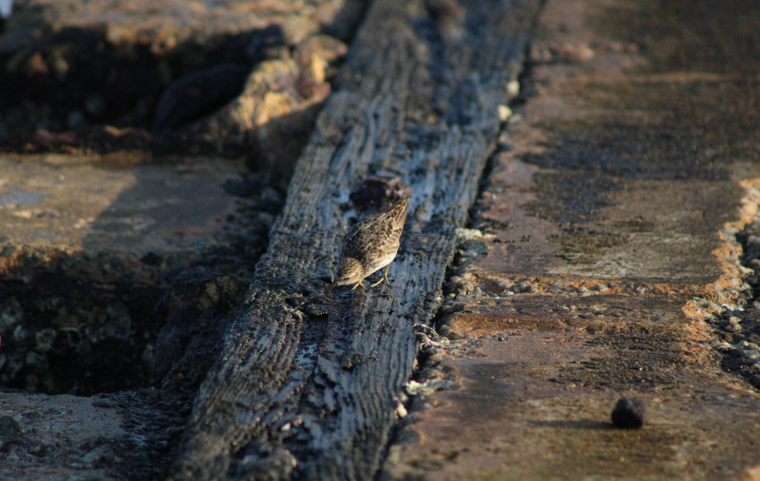 Cüce Kumkuşu - ML645968820