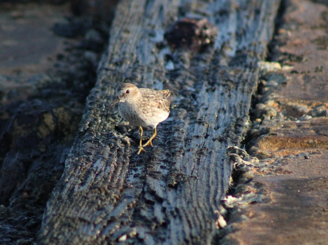 Cüce Kumkuşu - ML645968821