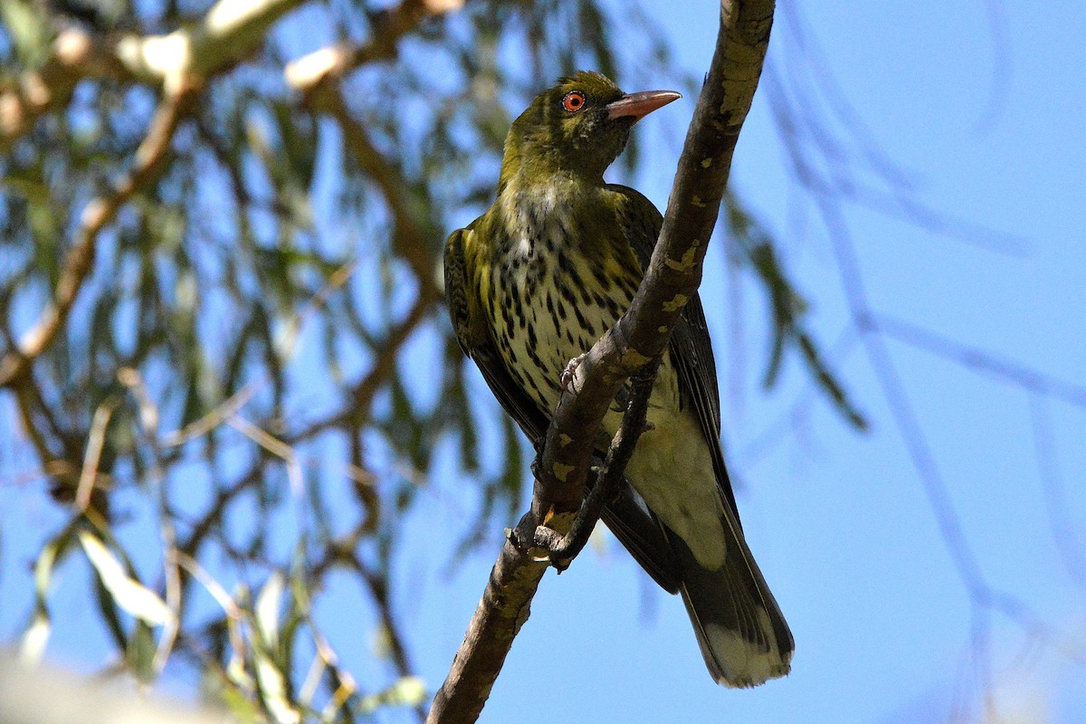 Olive-backed Oriole - ML645968826