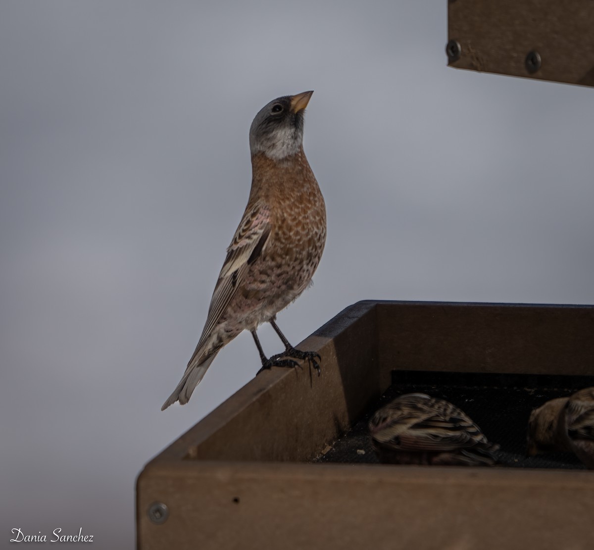 Pinzón Montano Nuquigrís - ML645968833