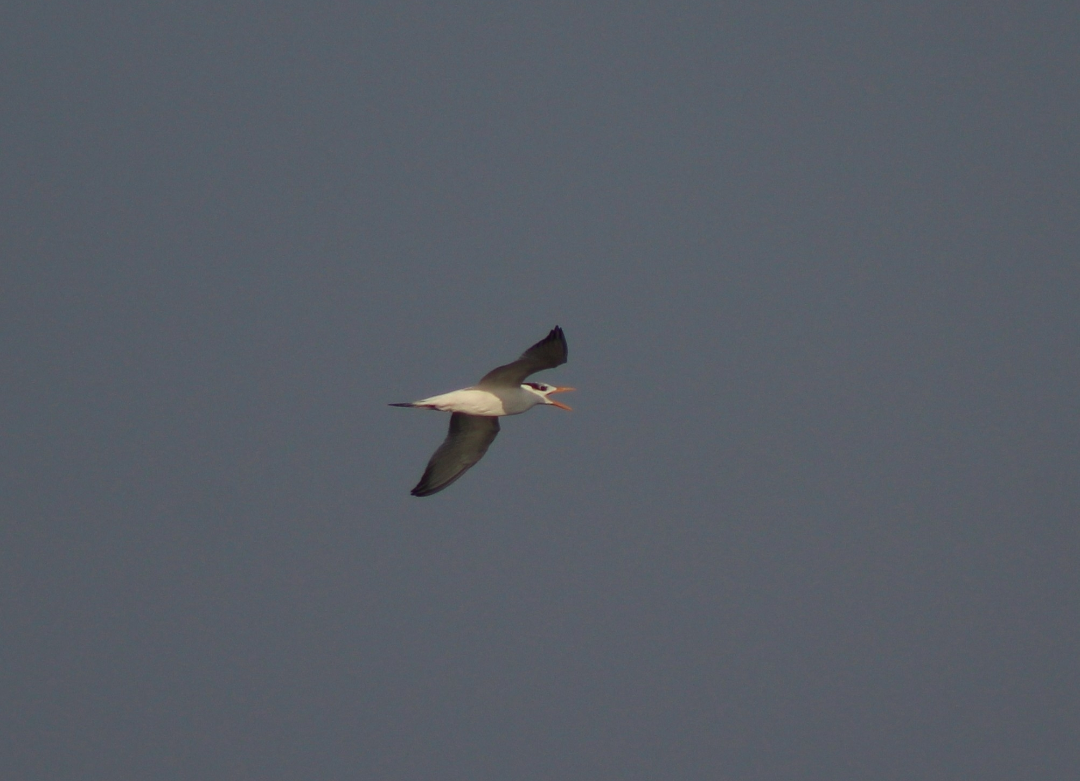 Kral Sumru - ML645968835