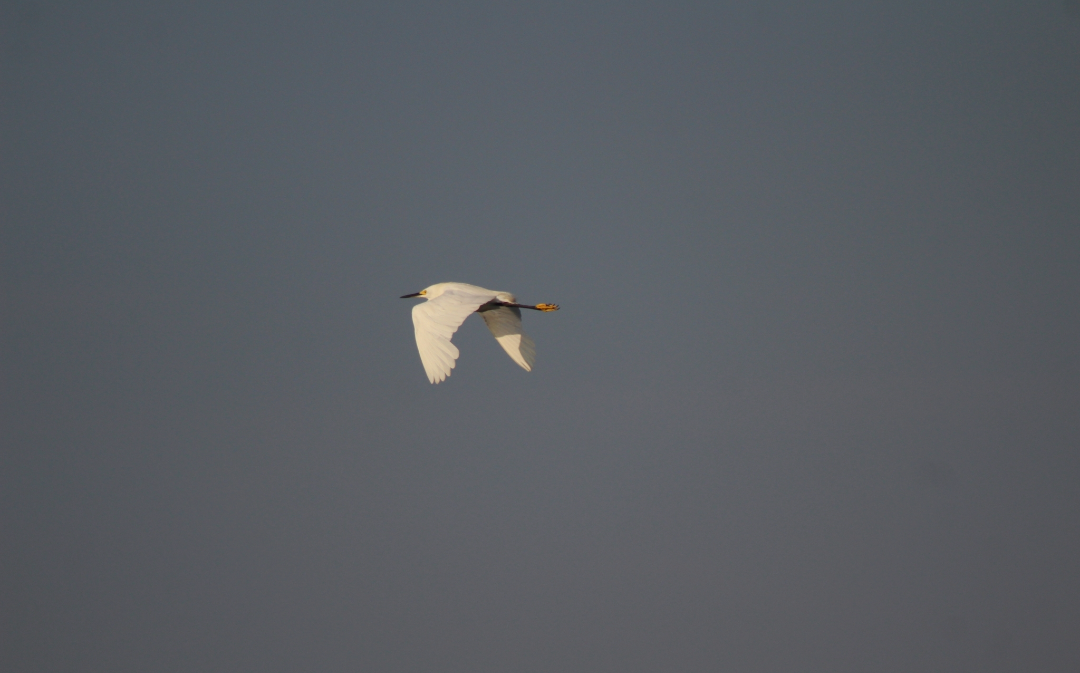 Karbeyaz Balıkçıl - ML645968839