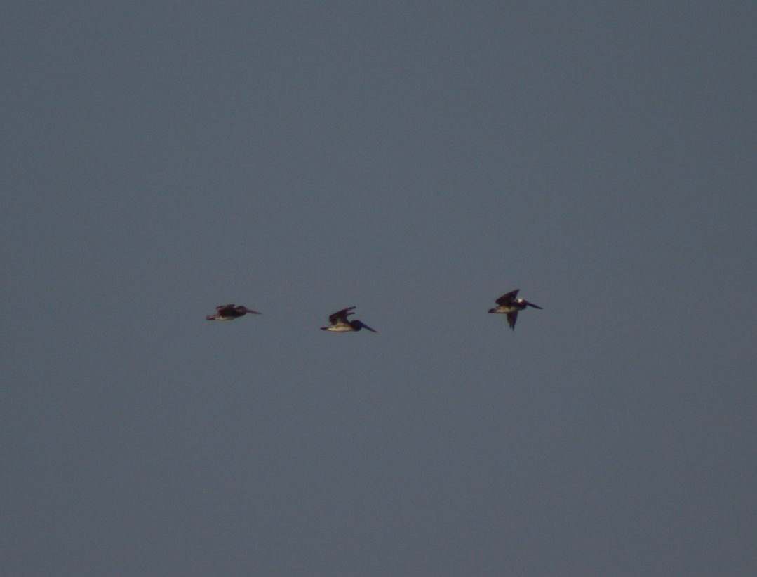 Kahverengi Pelikan - ML645968846