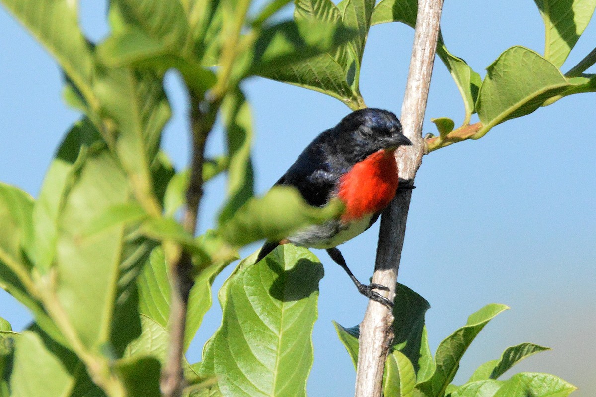 ヤドリギハナドリ - ML645968847