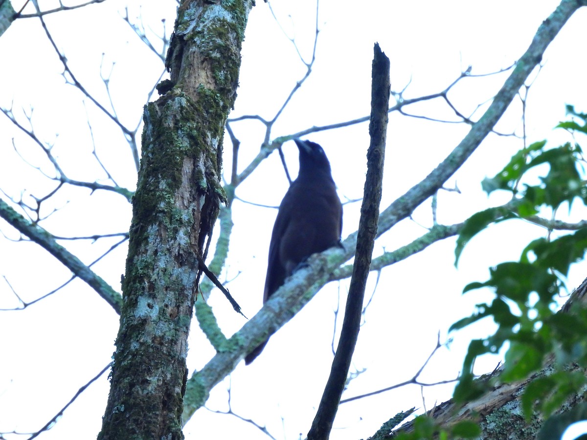 Giant Cowbird - ML645968848
