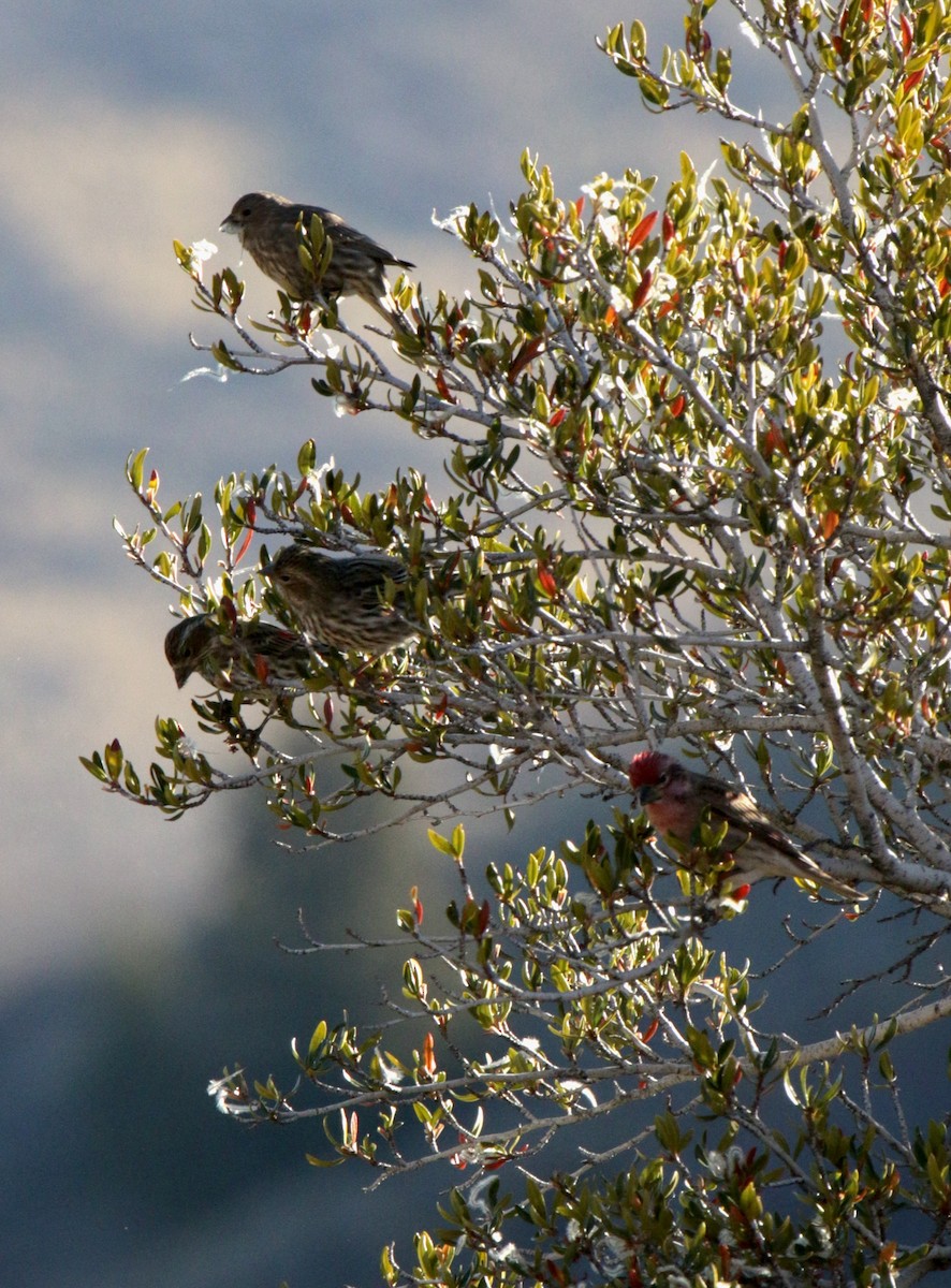 Cassin's Finch - ML645968850