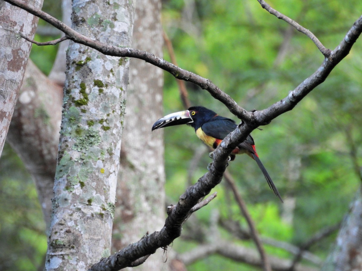 Collared Aracari - ML645968859
