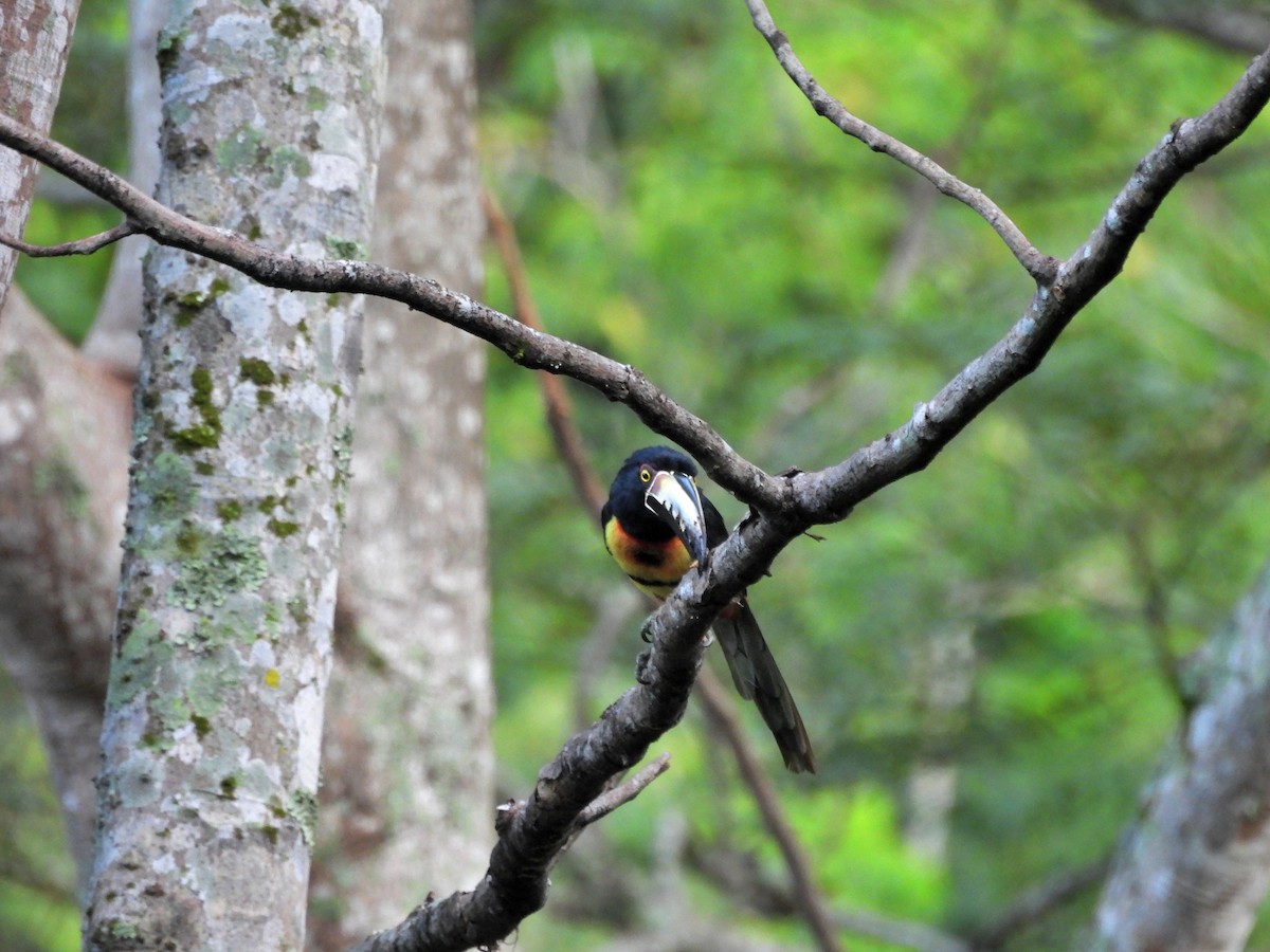 Collared Aracari - ML645968860