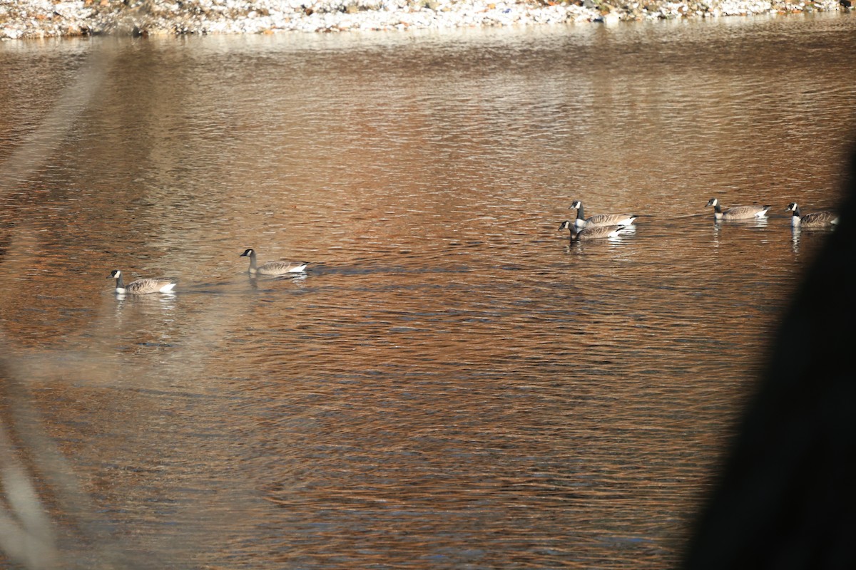 Kanada Kazı - ML645968865