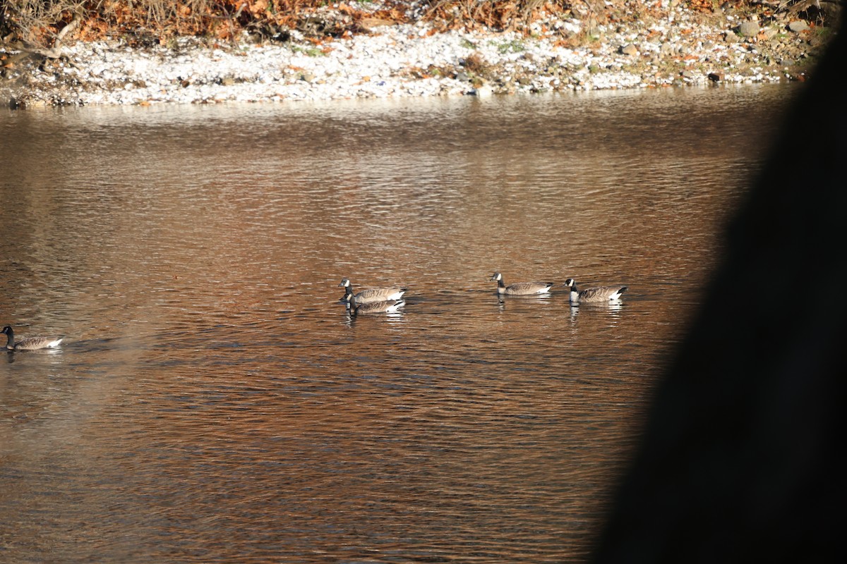 Kanada Kazı - ML645968866