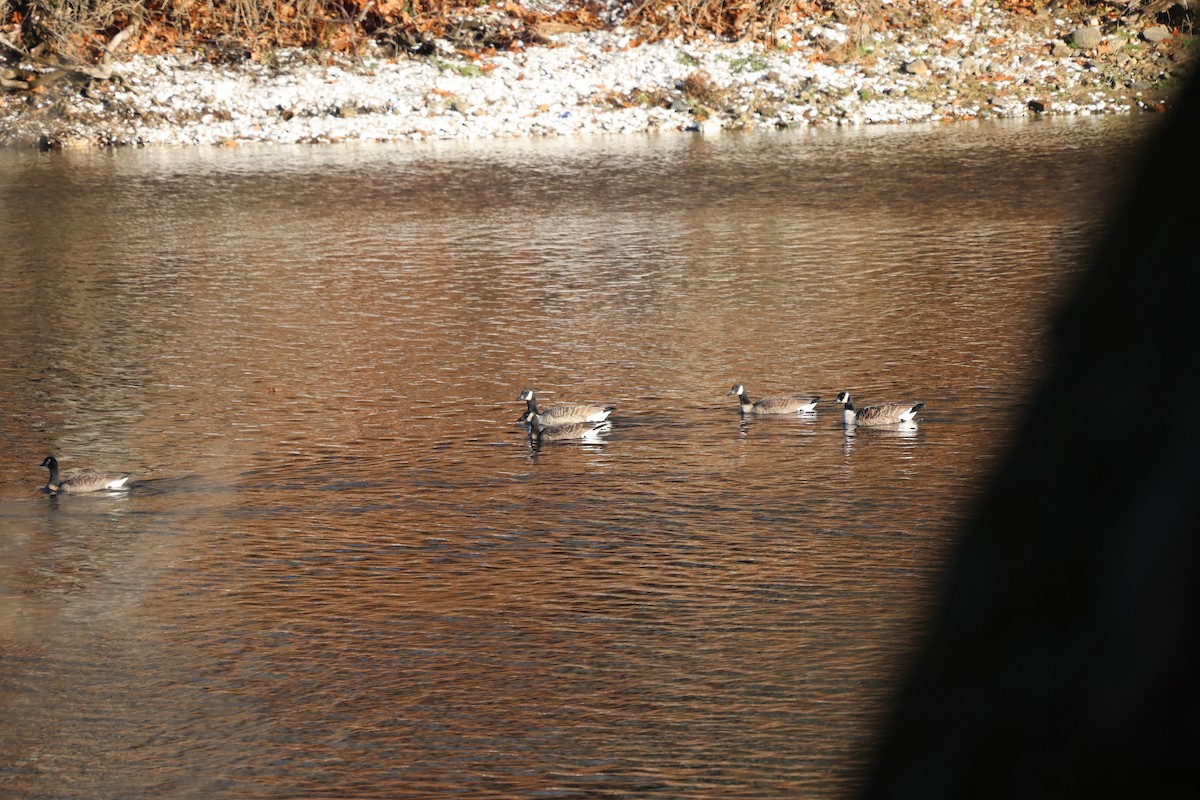 Kanada Kazı - ML645968867