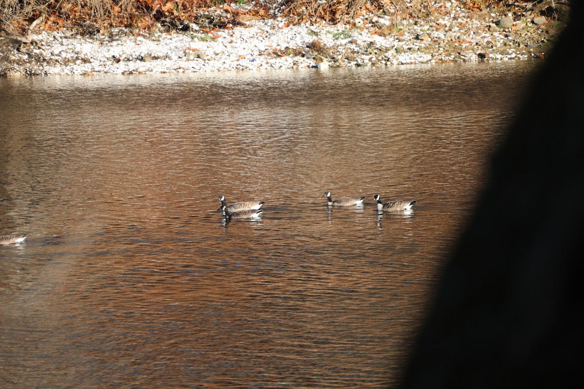 Kanada Kazı - ML645968868