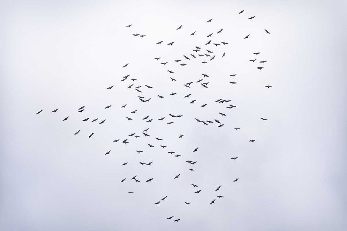 Sandhill Crane - ML645968869