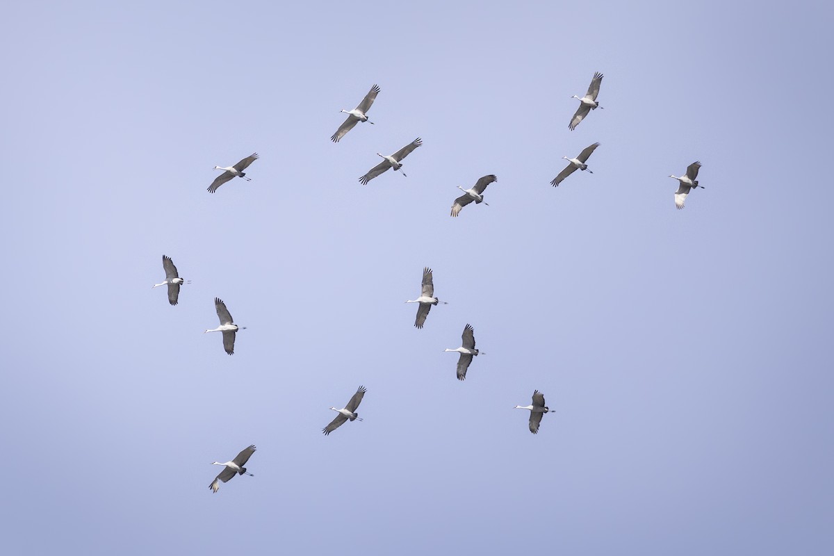 Sandhill Crane - ML645968870