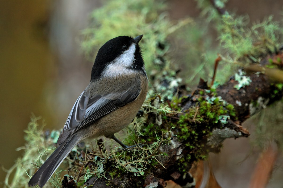 Black-capped Chickadee - ML645968873