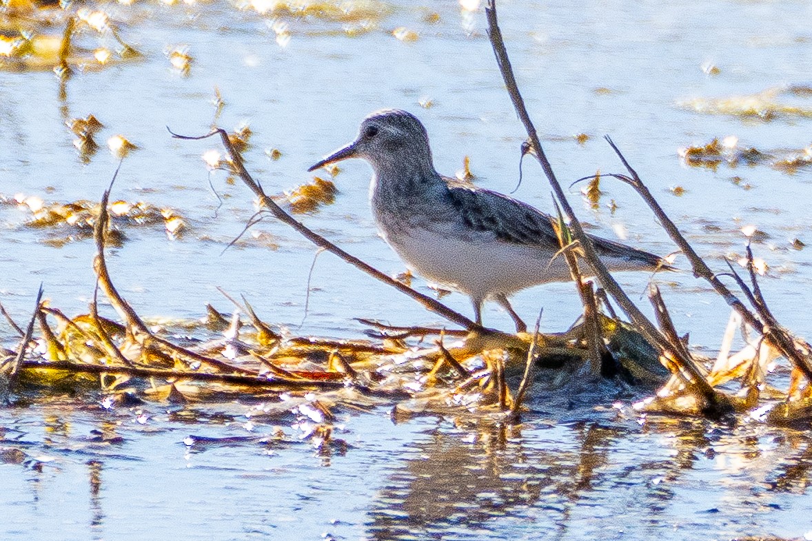 Cüce Kumkuşu - ML645968877