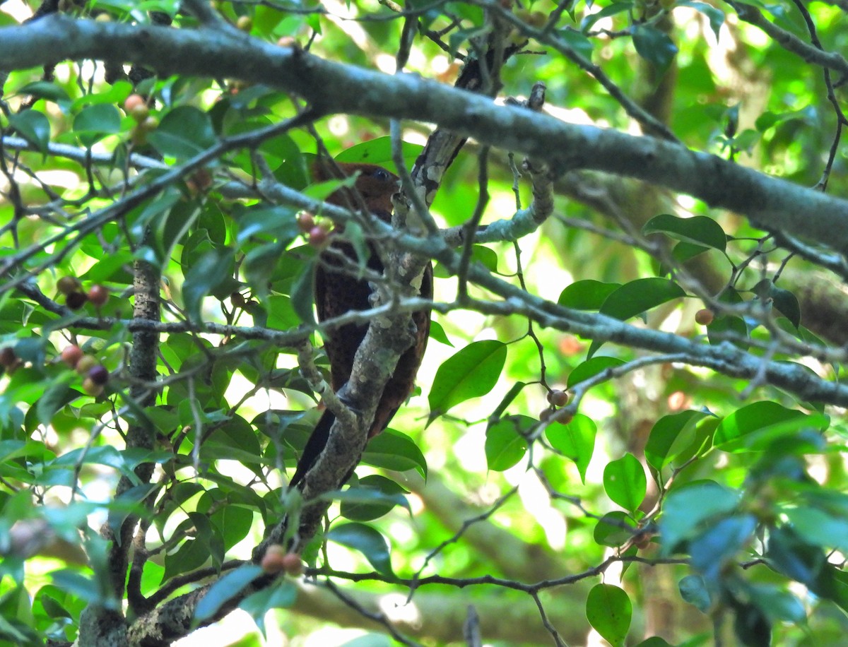 Каштановый дятел-гренадер - ML645968878