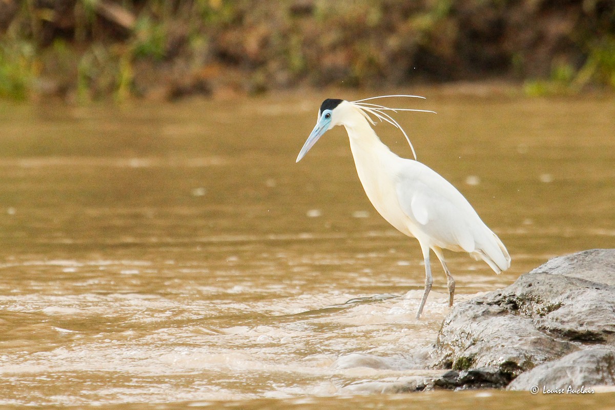 Капюшоновая цапля - ML645968881