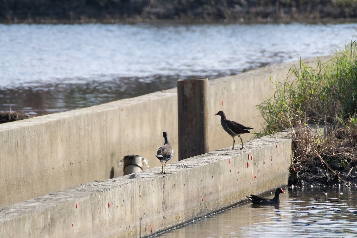 Камышница - ML645968882