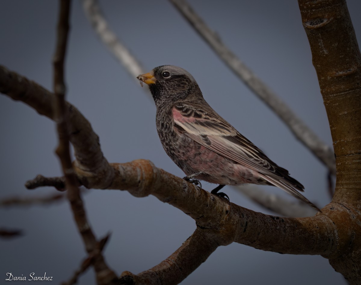 Чёрный вьюрок - ML645968885