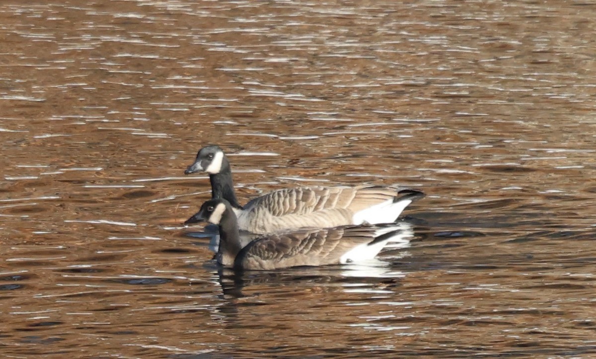 Anser/Branta sp. - ML645968886