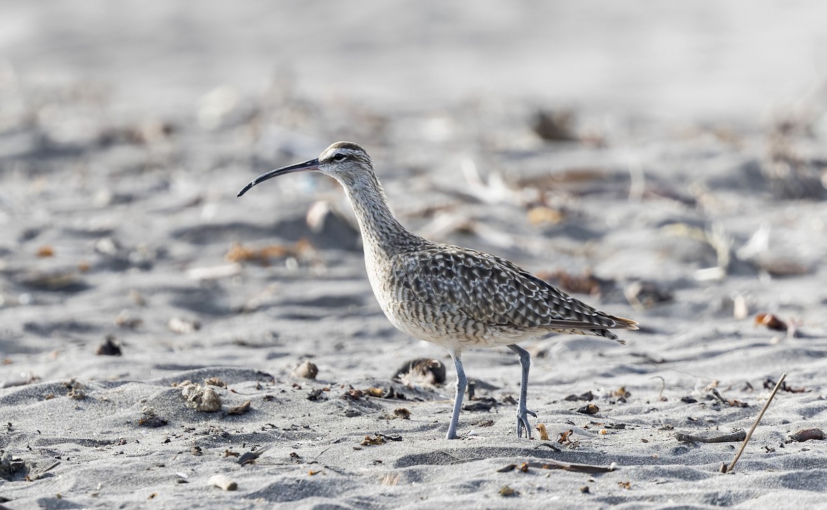 Hudsonian Whimbrel - ML645968887