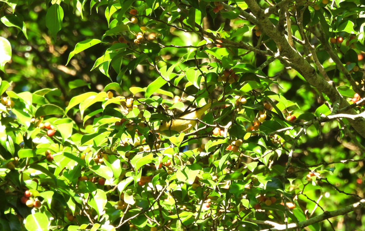 Northern Yellow Warbler - ML645968888