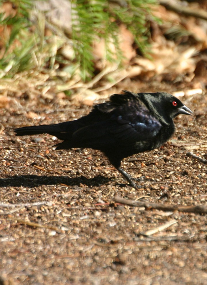 Красноглазый трупиал - ML645968889