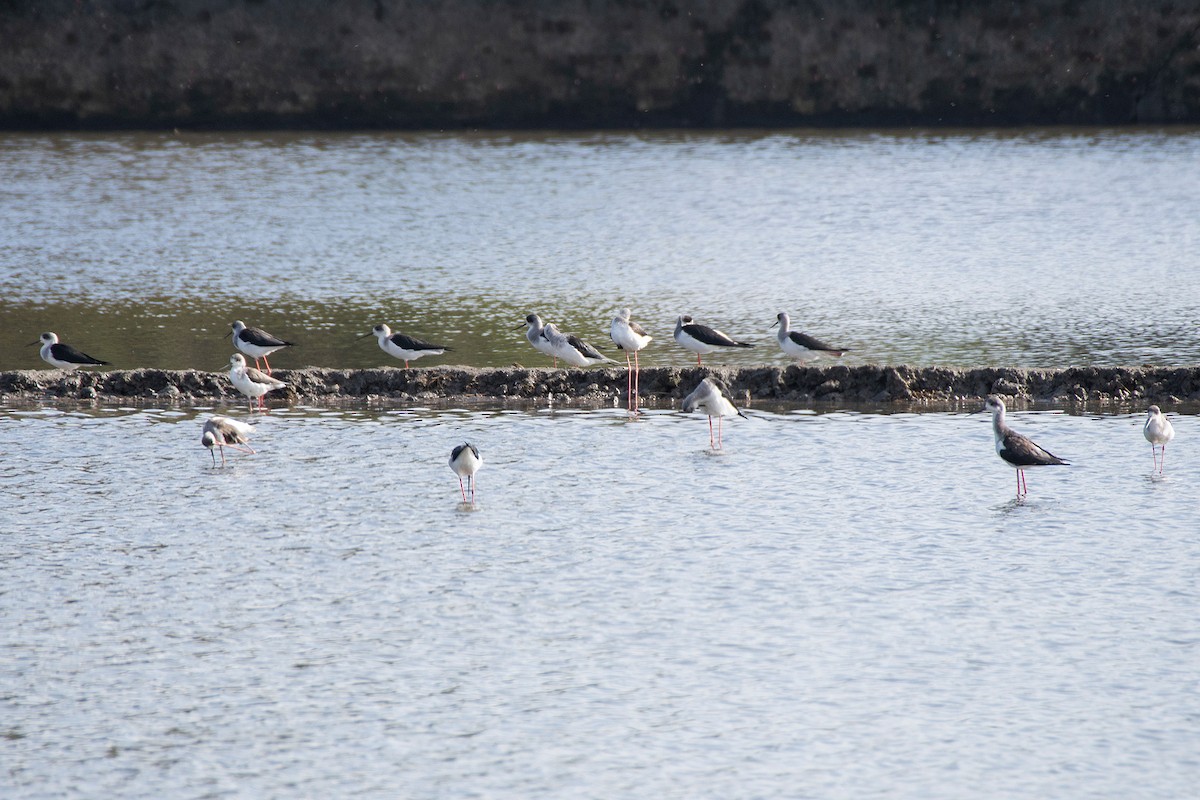 Ходулочник - ML645968890