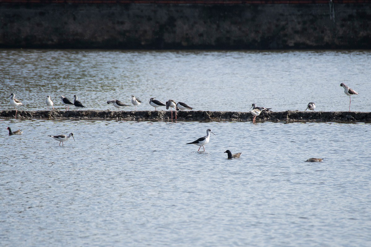 Ходулочник - ML645968891