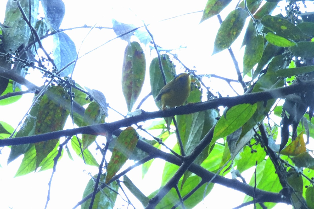 Малая вильсония - ML645968892