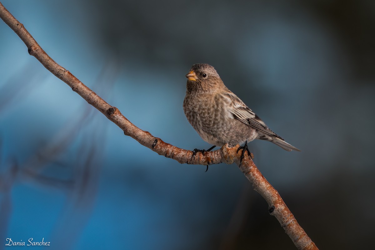 Бурошапочный вьюрок - ML645968893