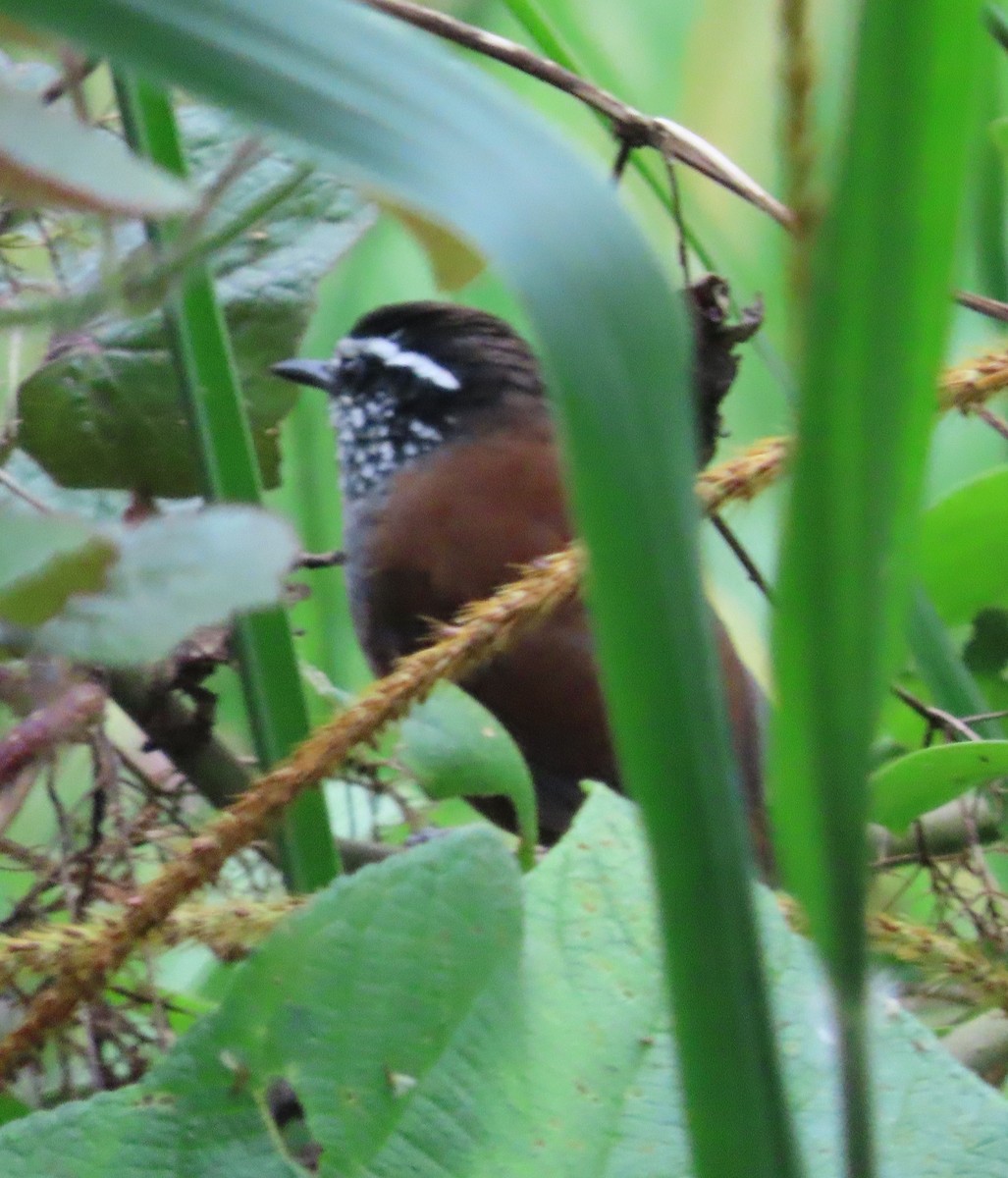 Серогрудый крапивник - ML645968894