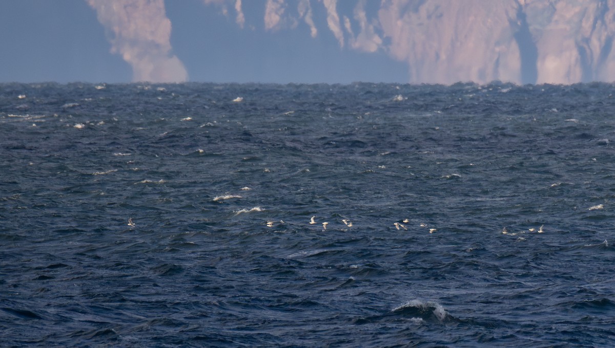 Моевка - ML645968895