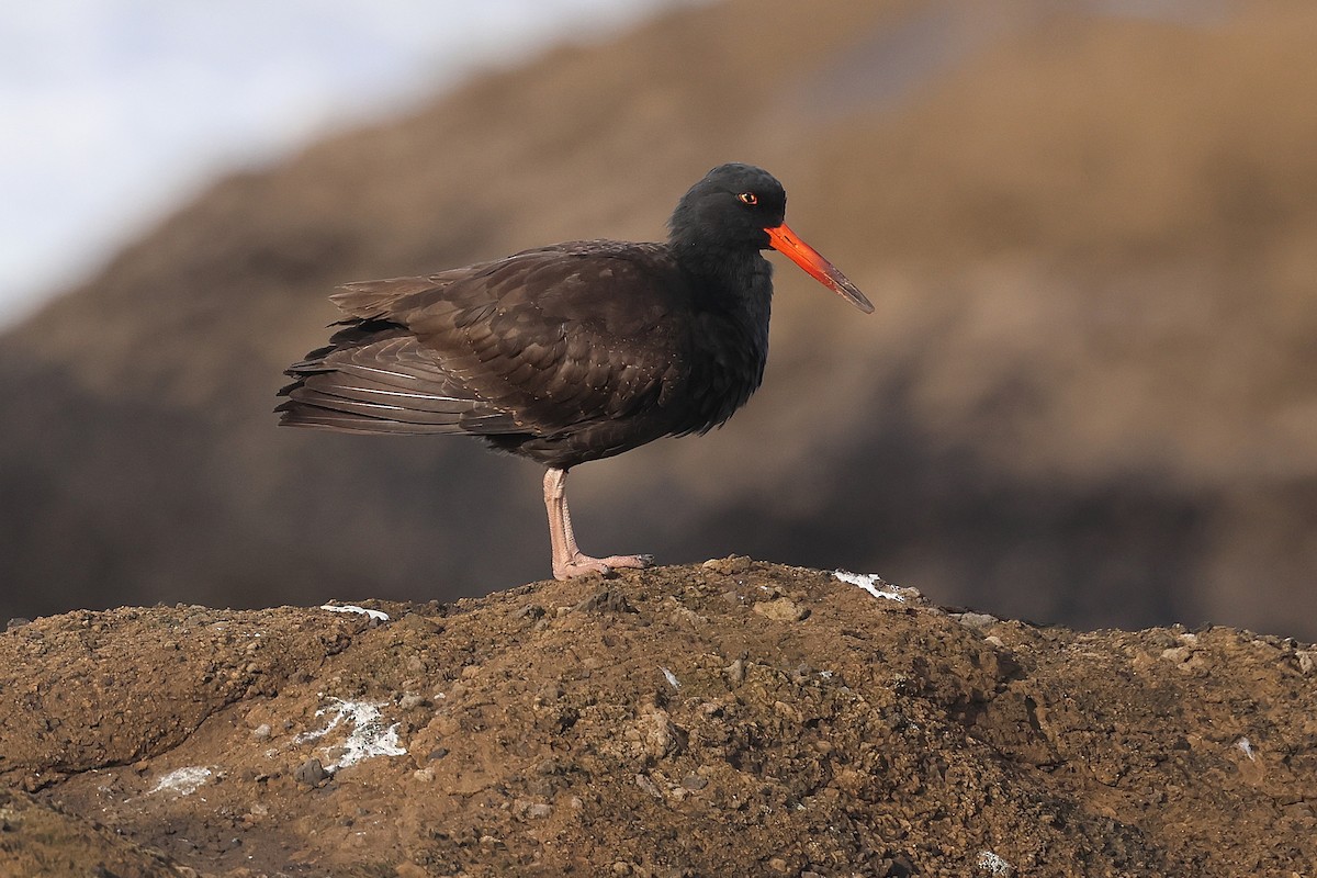 Чёрный кулик-сорока - ML645968896