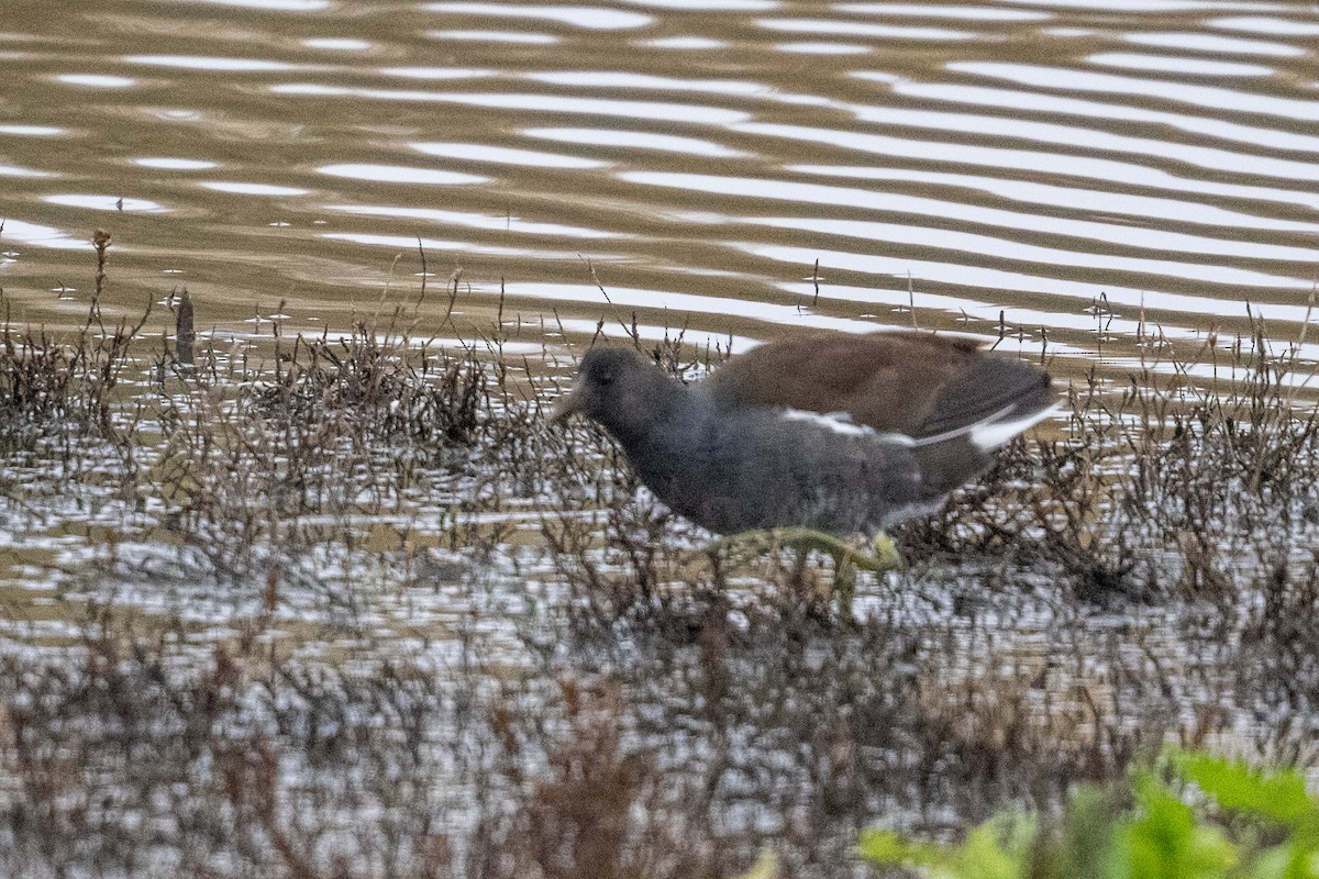 slípka americká - ML645968897