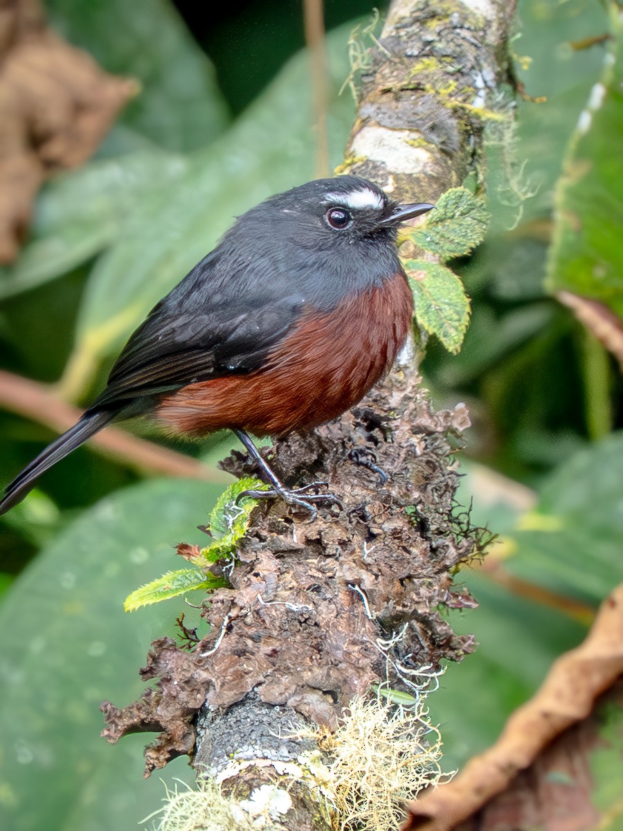 Chestnut-bellied Chat-Tyrant - ML645968902