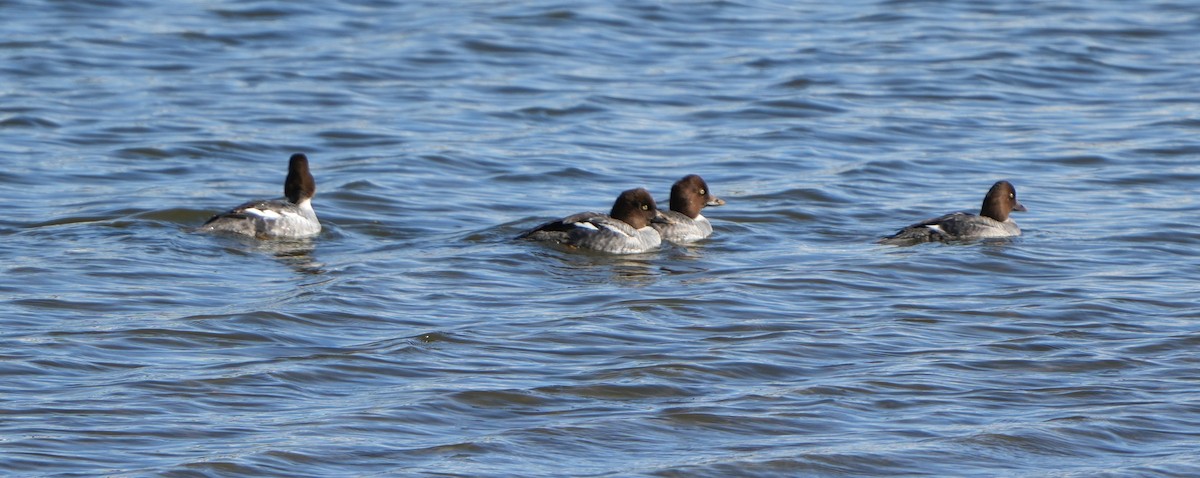 Гоголь - ML645968903