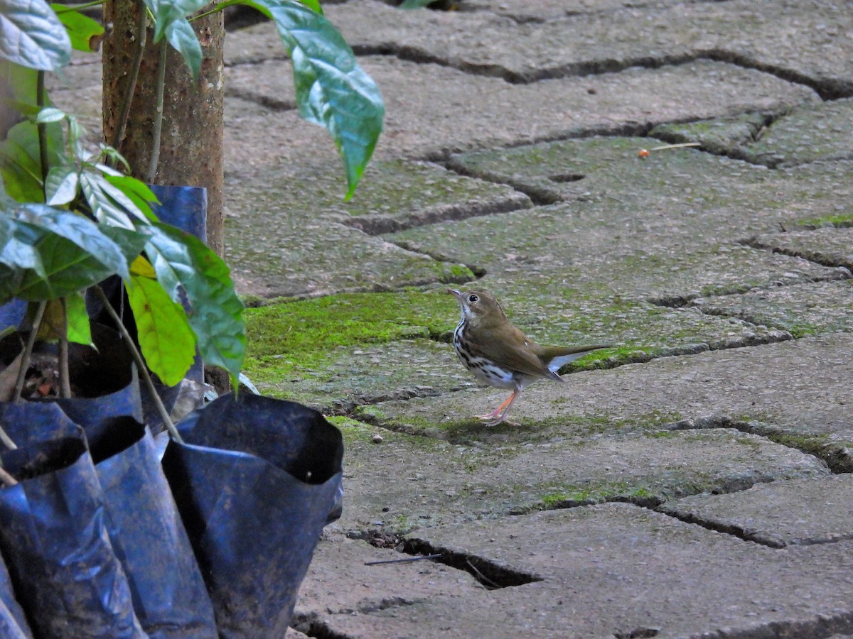 Дроздовый певун - ML645968904